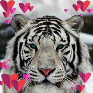 Meet your Posher, Charlotte